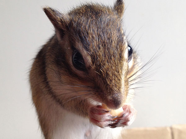 Jasmine Chipmunk