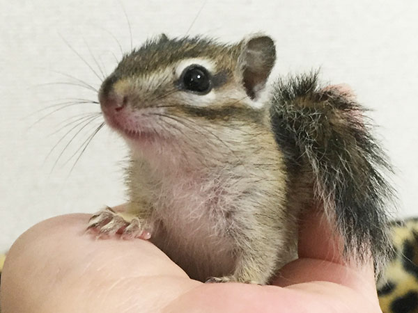 Jasmine Chipmunk