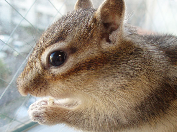 Jasmine Chipmunk